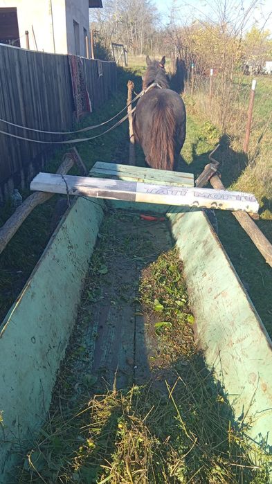 Vând cal castrat de 9 ani!