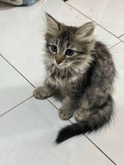 Котёнок девочка 4 месяца