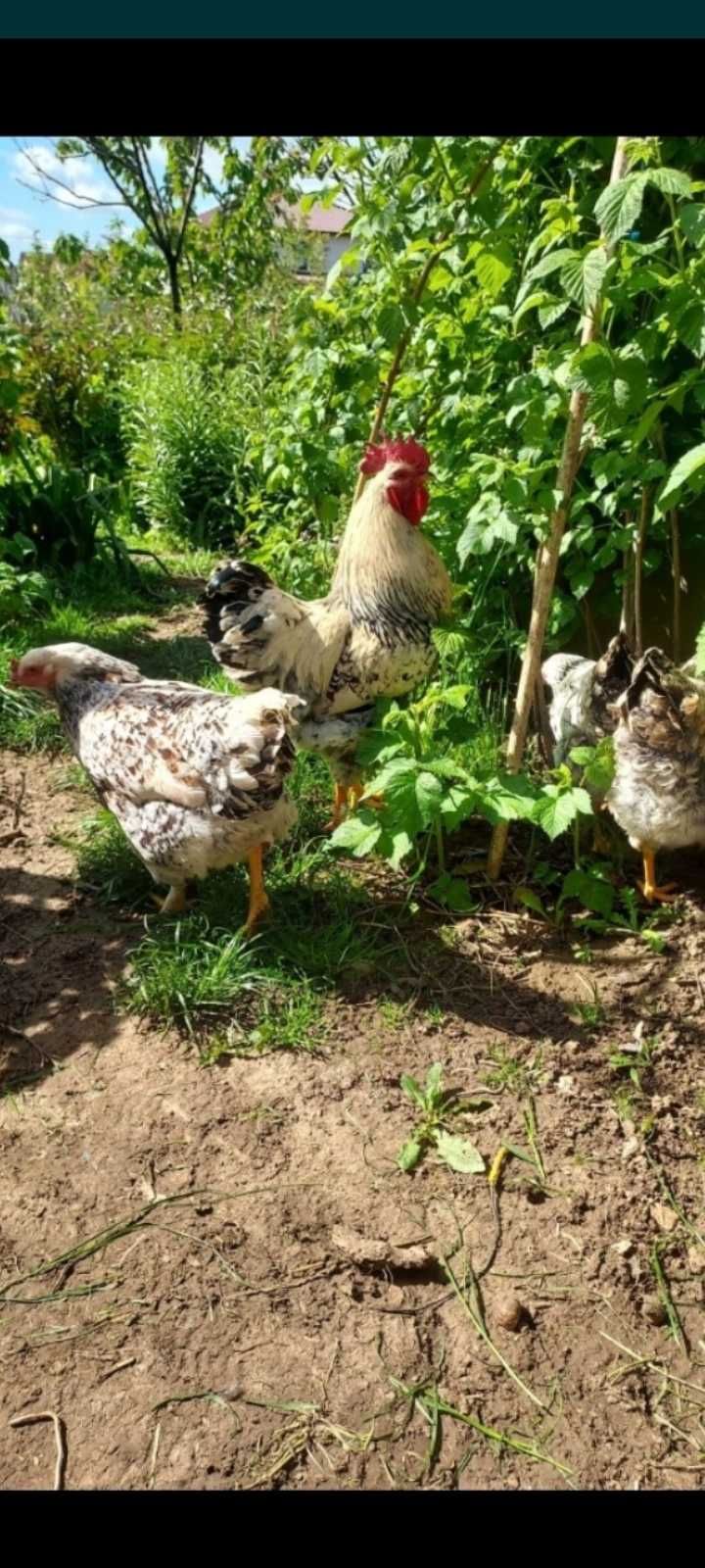 Vand oua de gaini wyandotte splash,aurii,Sussex si dela gaini Belgiene
