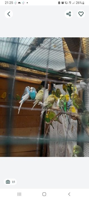 Papagali peruși porumbei galateni di voiajori