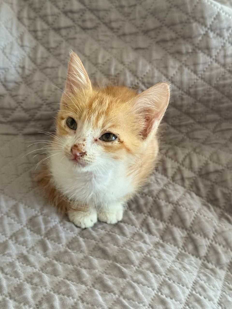 Милый котенок желто-белый