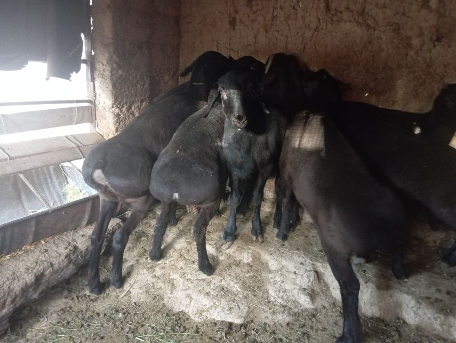 Qo'chqorla sotiladi