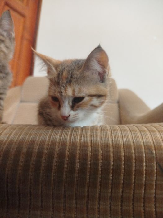 Mushuklar sotiladi 2 dona 1yarim oylik boʻlgan