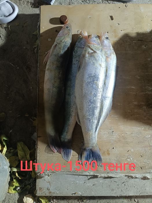 Судак свежий-доставки нет.