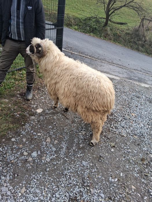 Berbec mior de vânzare