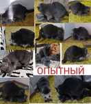 Вязка juftlashish Киз мушук таклиф киламиз