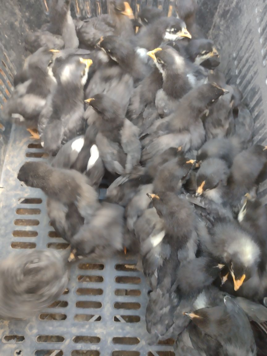 Vand pui australorp