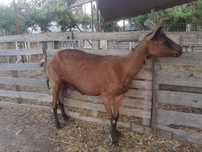 Capră alpin francez, în vârstă de 3ani, foarte buna de lapte,