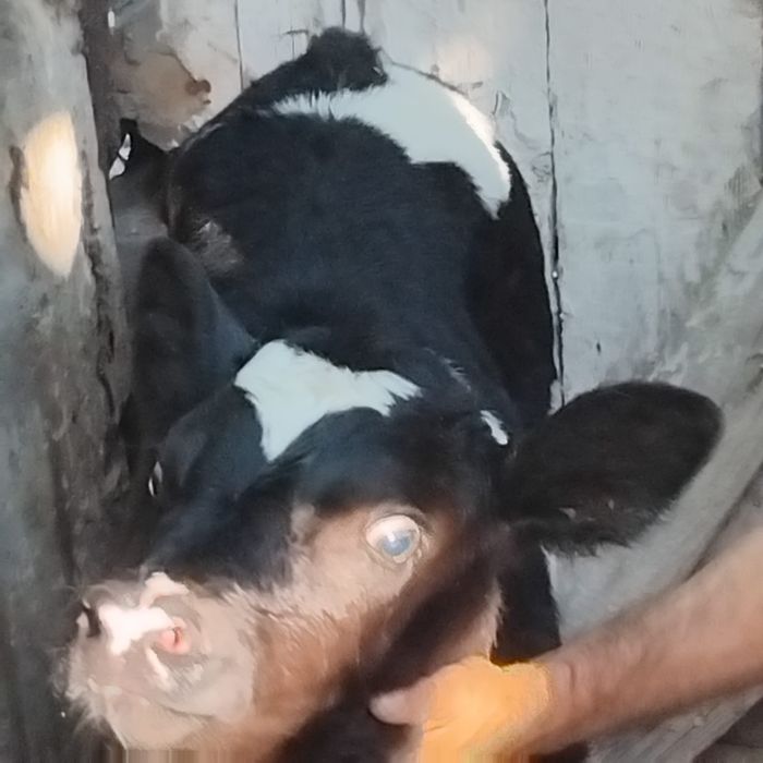Vând un tăuraș belgian