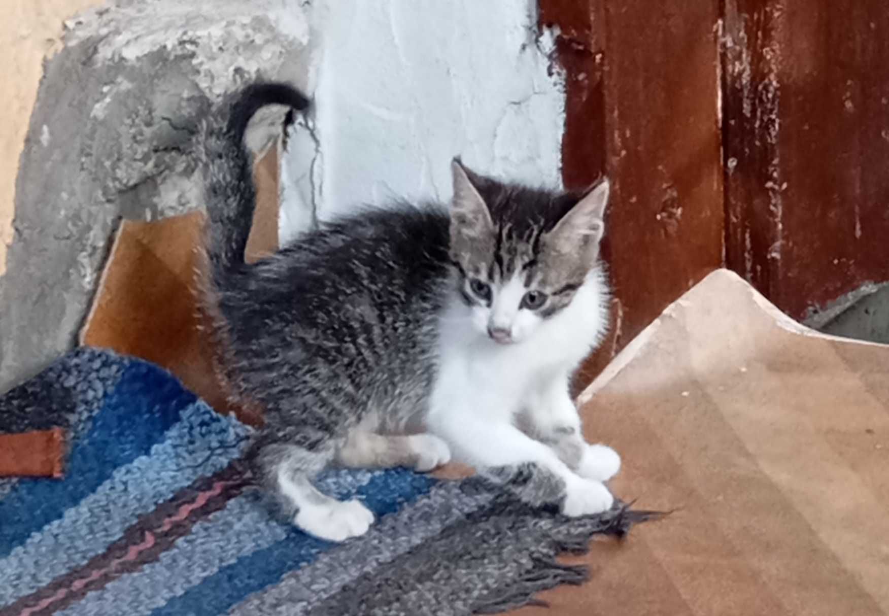 Котенца на три месеца