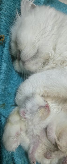 Персийско котенце