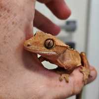 Gecko crested cauta casa noua