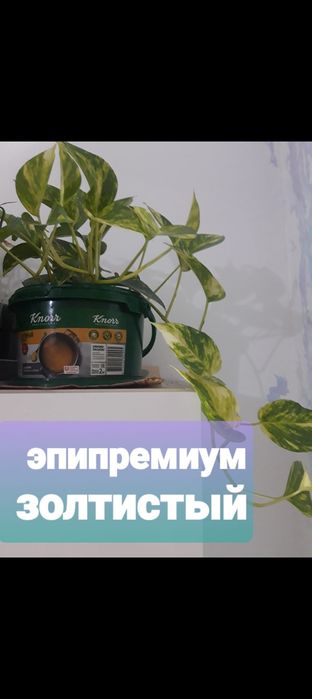 Продам домашние цветы