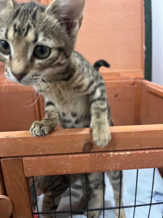 Pisicuțe jucăușe își doresc căsuța lor