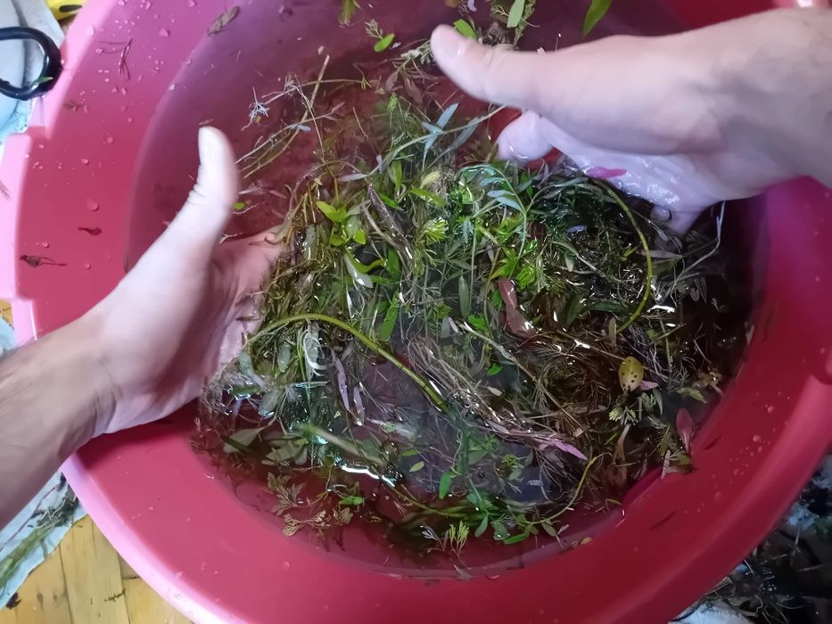 Plante acvariu Constanța