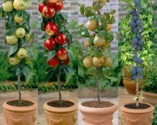 Pomi fructiferi columnari