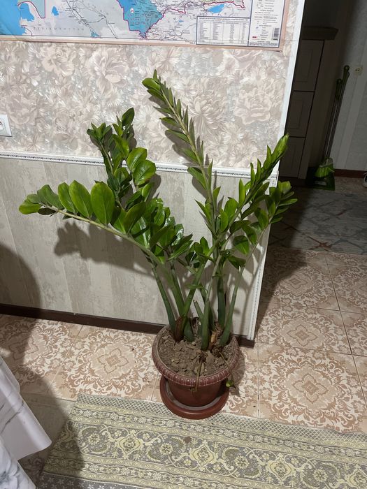 Комнатные расстения