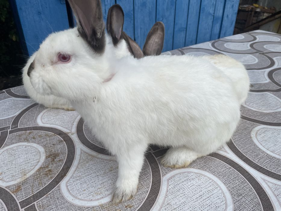 Vand iepuri californieni