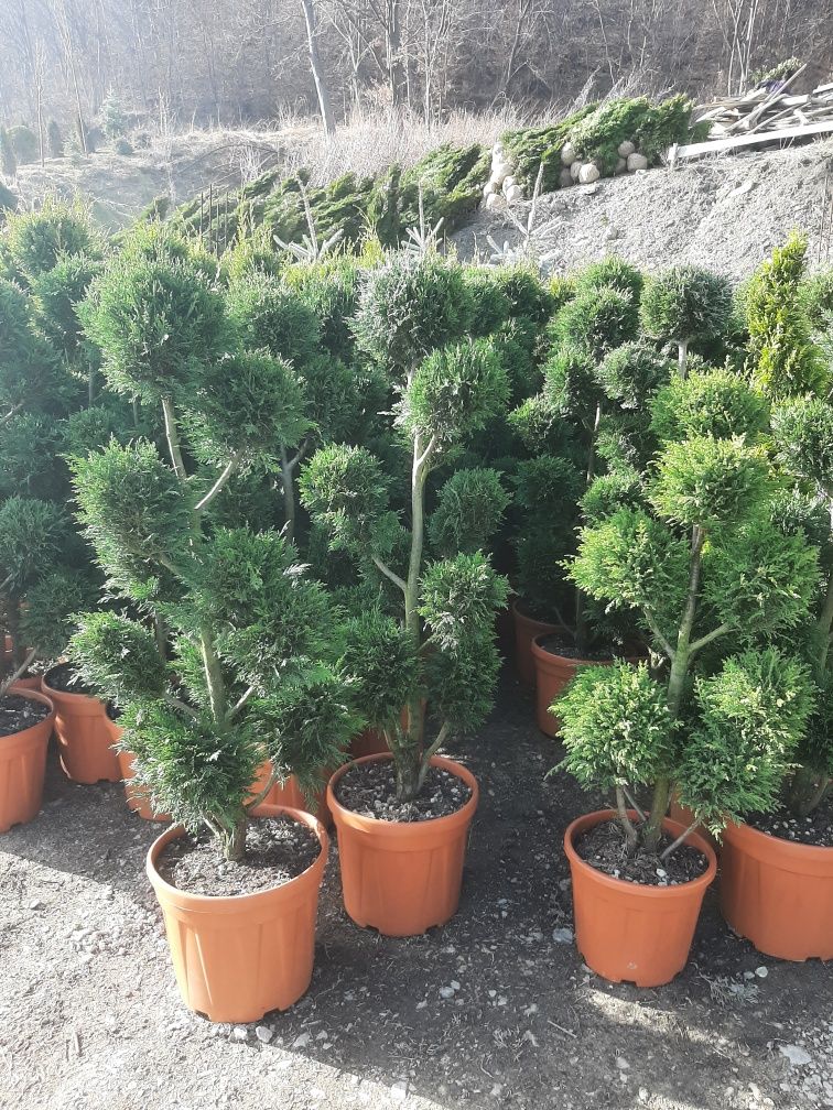 Tuia plante speciale ptr gradina