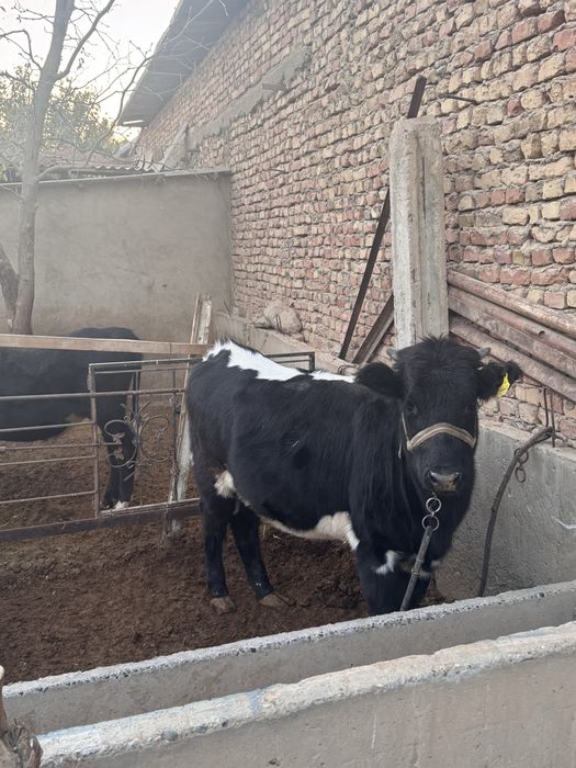 2ta tanalar sotiladi