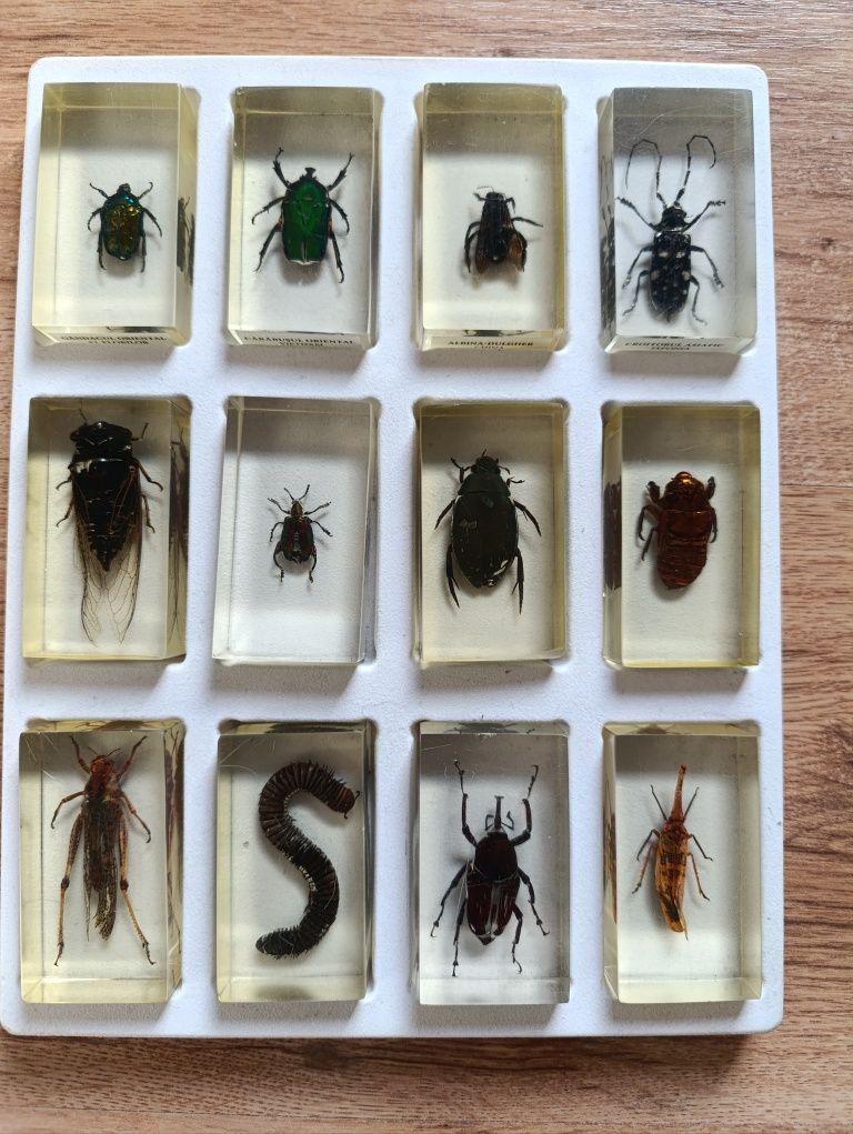 Colecție insecte,27 bucati