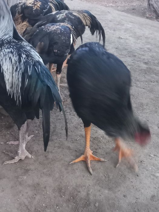 Хўроз ва қуёнлар сотила