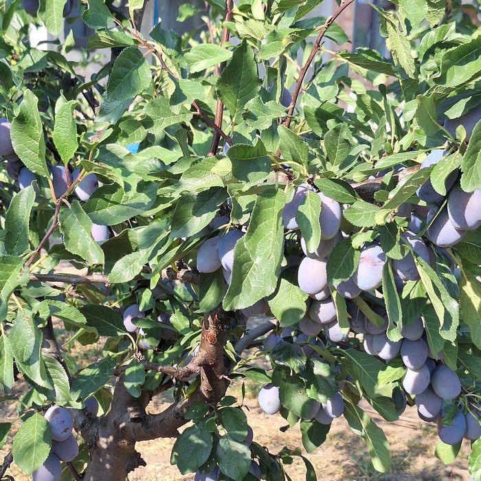 Producator vând prune