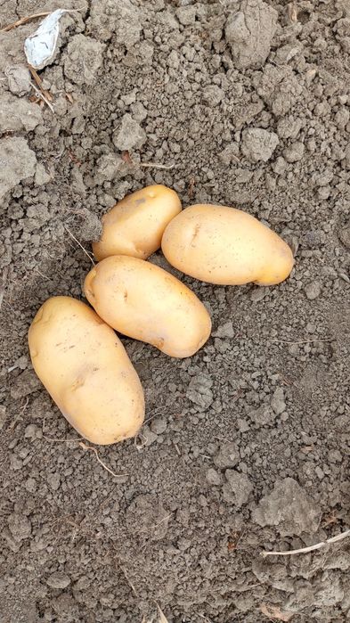 Cartofi consum carera fabula