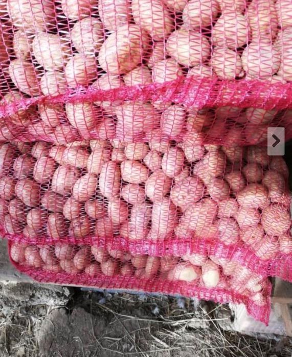 Cartof …………………….