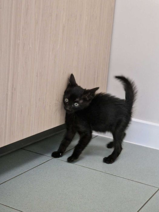 Това прекрасно коте търси дом