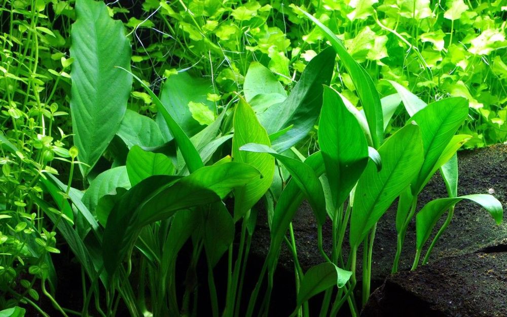 Plante pentru începători