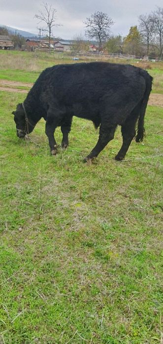 Абърдийн   ангус