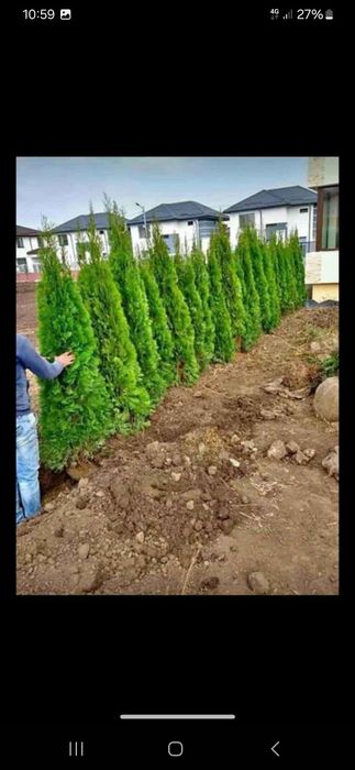 Vînd plante ornamentale de toate speciile etc.