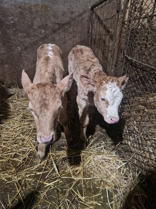 Vand doua vitele de aproximativ 2 săptămâni