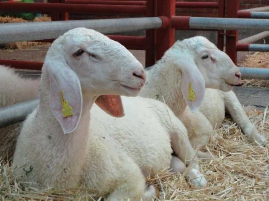 Продавам 7 броя овце от порода Асав за 2 800 лв. с. Тученица