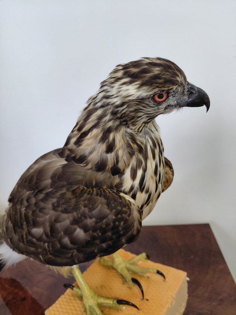 Uliu impaiat, taxidermie
