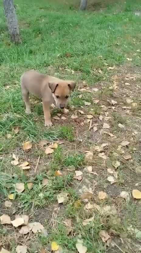 Щенку нужен дом! Срочно!