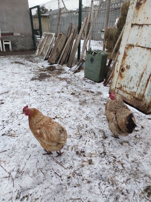 Продам домашних кур 5 штук
