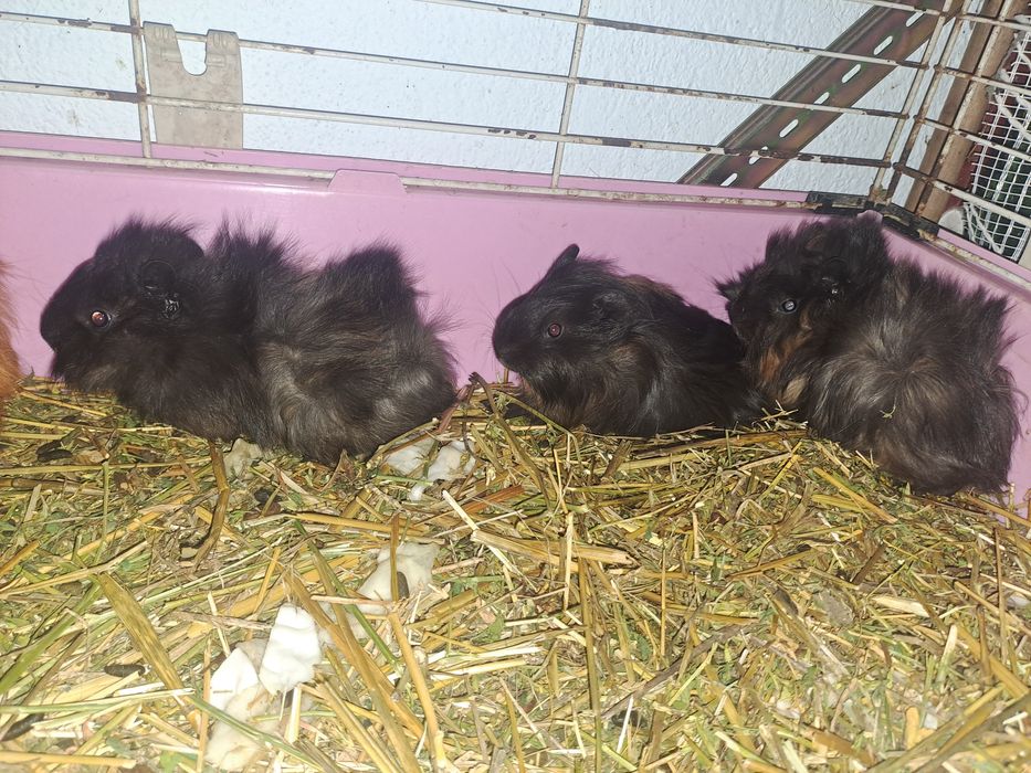 Porcusori de guineea