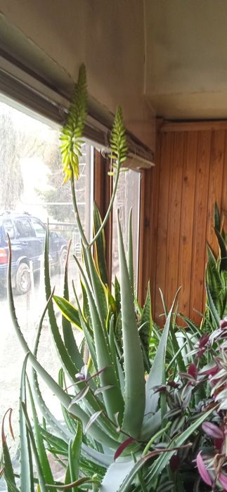 Алое Вера продам