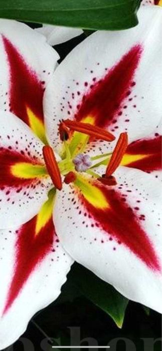 Bulbi de ftin 5 lei buc