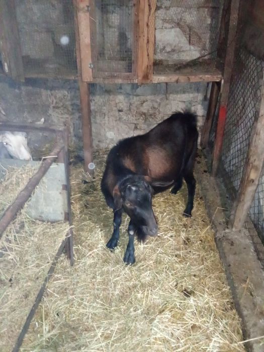 Продават се   ..