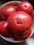 Продавам семена розови домати.