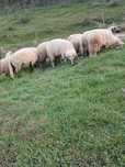 11 berbeci de vânzare