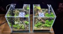 Аквариум AquaEL SHRIMP SET 20 DAY & NIGHT - скаридарник