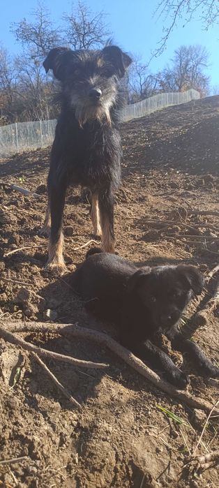 Donez metis de jagdterrier de 8 săptămâni
