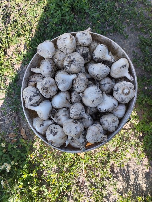 Продам чеснок . Домашний.