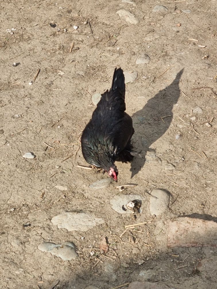 Gaini mii de flori și araucana care fac oua verzi