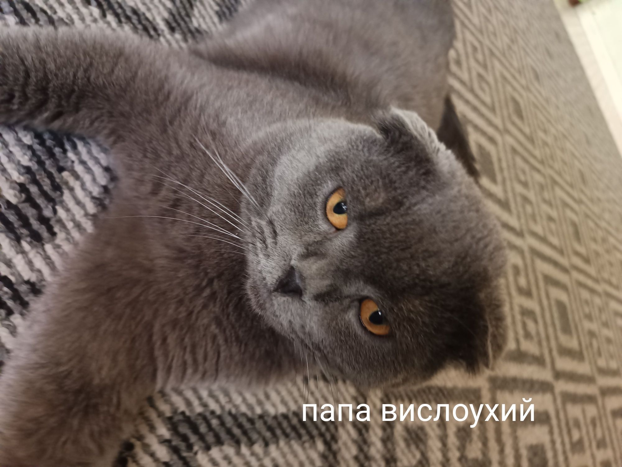 Отдам породистых котят за символическую сумму