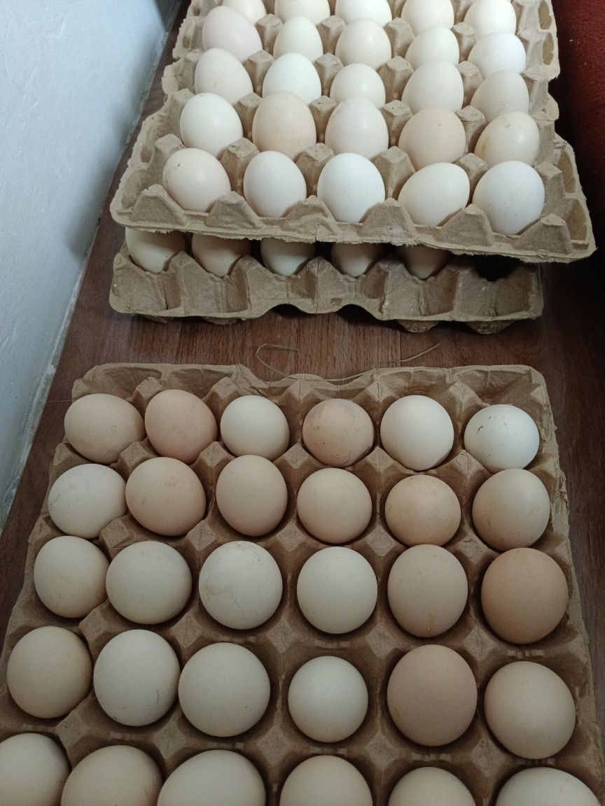 Продается домашние инкубационные яйца куринные
